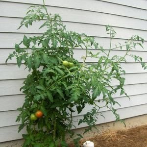 Meet your Posher, Dixie